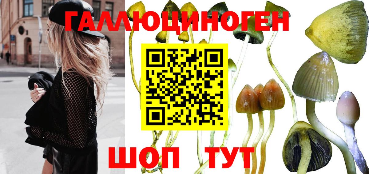 Псилоцибиновые грибы MAGIC MUSHROOMS  где купить наркотик  Псилоцибиновые грибы мицелий  Грязи 